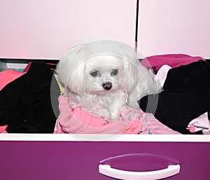 A bored white dog in a drawer, teacup maltese puppy.