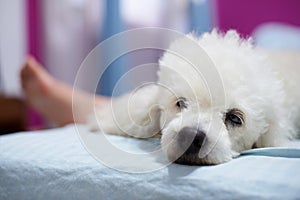 Bored white poodle lay on bed