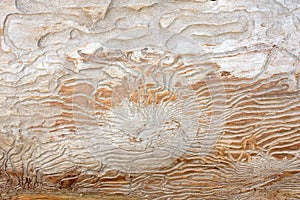 Borer tunnels on a weathered pine trunk