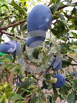 Borges plums on plum tree