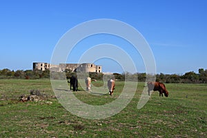 Borgholm Castle at the island oland