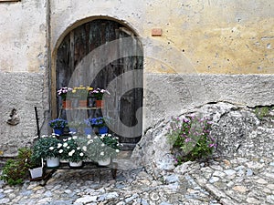 Daisies in Borgio Verezzi, Savona, Italy photo