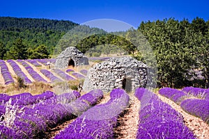 Bories in a lavender field near Ferrasieres, france