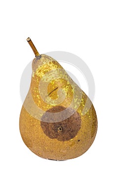Boring trace of a codling moth Cydia Pomonella, in a wormy pear. On white background. photo