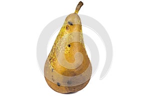 Boring trace of a codling moth Cydia Pomonella, in a wormy pear. On white background. photo