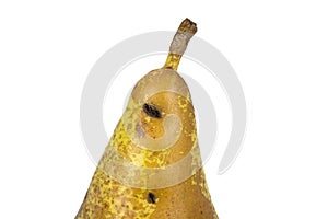 Boring trace of a codling moth Cydia Pomonella, in a wormy pear. On white background.