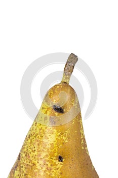 Boring trace of a codling moth Cydia Pomonella, in a wormy pear. On white background