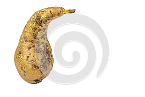 Boring trace of a codling moth Cydia Pomonella, in a wormy pear. On white background. photo