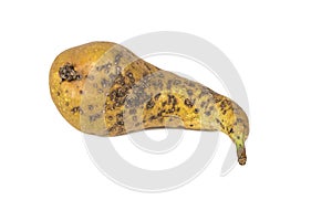 Boring trace of a codling moth Cydia Pomonella, in a wormy pear. On white background. photo