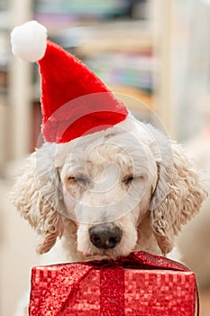 Boring uninteresting new year concept. The dog falls asleep in a New Year`s hat