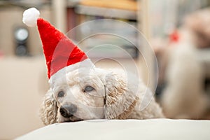 Boring uninteresting new year concept. The dog falls asleep in a New Year`s hat