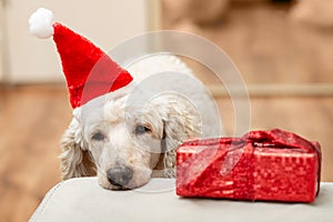 Boring uninteresting new year concept. The dog falls asleep in a New Year`s hat near the gift
