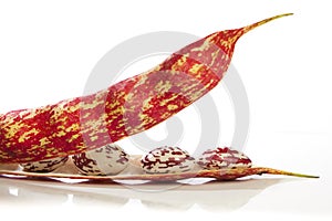 Borlotti beans in the pod