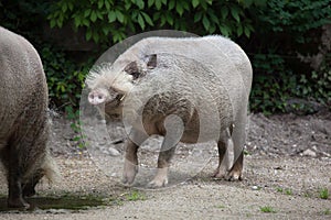 Bornean bearded pig Sus barbatus