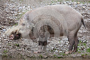 Bornean bearded pig Sus barbatus