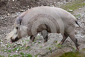 Bornean bearded pig Sus barbatus