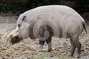 Bornean bearded pig Sus barbatus