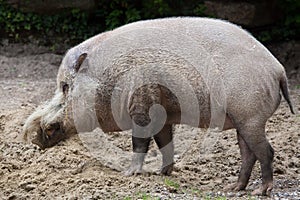 Bornean bearded pig Sus barbatus photo