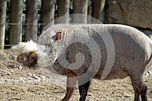 Bornean bearded pig, Sus barbatus, also known as the bearded pig