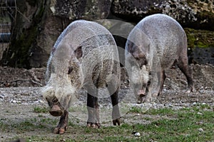 Bornean bearded pig, Sus barbatus, also known as the bearded pig