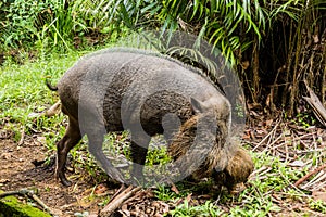 Bornean bearded pig Sus barbatus in Bako national park on Borneo island, Malays