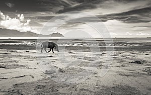 Bornean bearded pig Sus Barbatus on Beach, black and white version