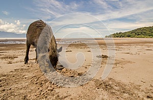 Bornean bearded pig Sus digging with snout in sand on Beach