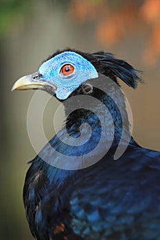 Bornean crested fireback