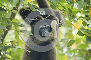 Bornean gibbon photo
