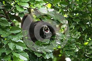 Bornean gibbon photo