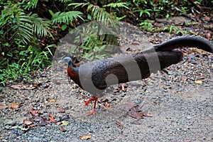 Bornean Great Argus Pheasant