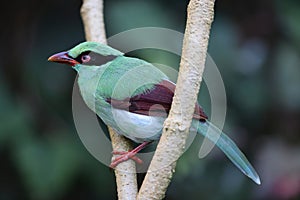 Bornean green magpie (Cissa jefferyi) in Sabah, Borneo