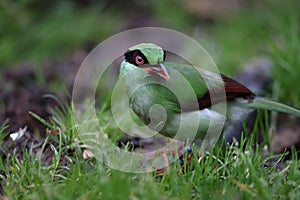 Bornean green magpie (Cissa jefferyi) in Sabah, Borneo