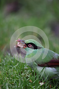 Bornean green magpie (Cissa jefferyi) in Sabah, Borneo