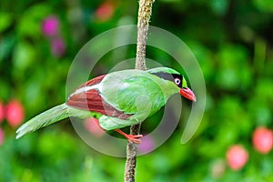 The Bornean green magpie is a passerine bird in the crow family, Corvidae..