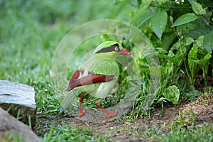 The Bornean green magpie is a passerine bird in the crow family, Corvidae..