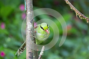 The Bornean green magpie is a passerine bird in the crow family, Corvidae..