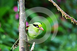 The Bornean green magpie is a passerine bird in the crow family, Corvidae..