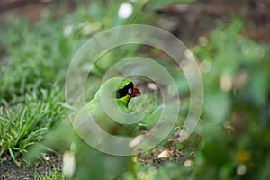 The Bornean green magpie is a passerine bird in the crow family, Corvidae..