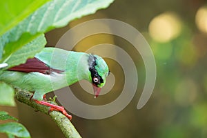 The Bornean green magpie is a passerine bird in the crow family, Corvidae..