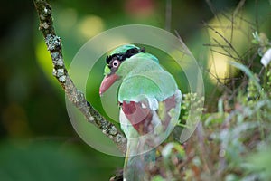 The Bornean green magpie is a passerine bird in the crow family, Corvidae..