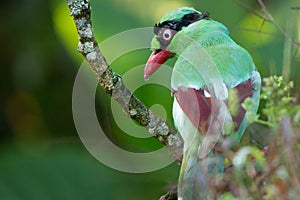 The Bornean green magpie is a passerine bird in the crow family, Corvidae..