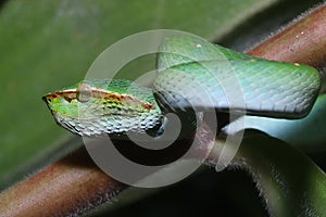 Bornean Keeled Green Pit Viper Tropidolaemus subannulatus