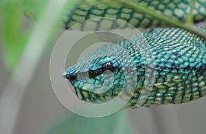 Bornean Keeled Pit Viper