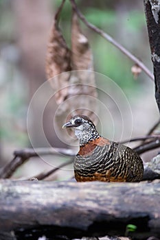 The Bornean-Necklaced-Partridge