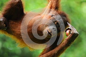 Bornean Orang Utan