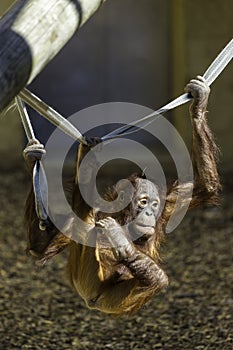 Bornean Orangutam hanging from a rope