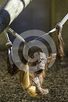 Bornean Orangutam hanging from a rope