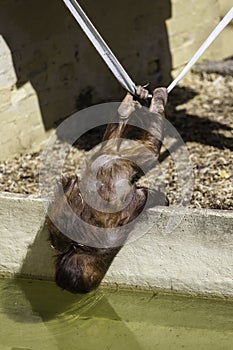 Bornean Orangutam infant / Child hanging on a rope to drink w