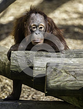 Bornean Orangutam infant in a ponderous mode